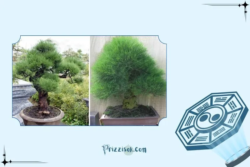 Cây dương liễu phong thủy là cây gì?