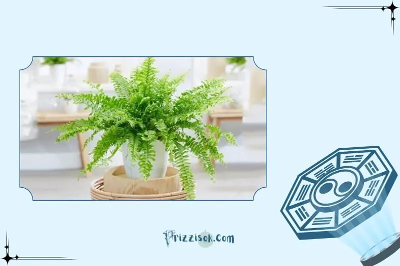 Cây dương xỉ phong thuỷ là gì?