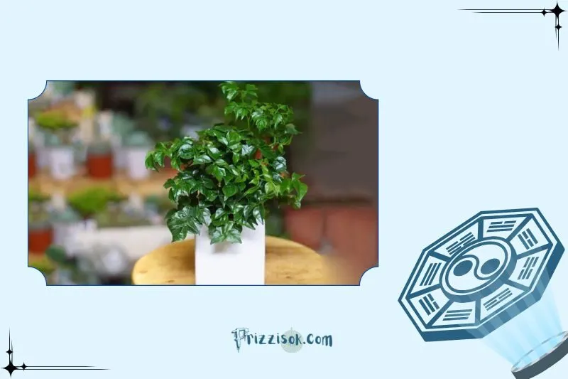 Cây hạnh phúc phong thuỷ là cây gì?