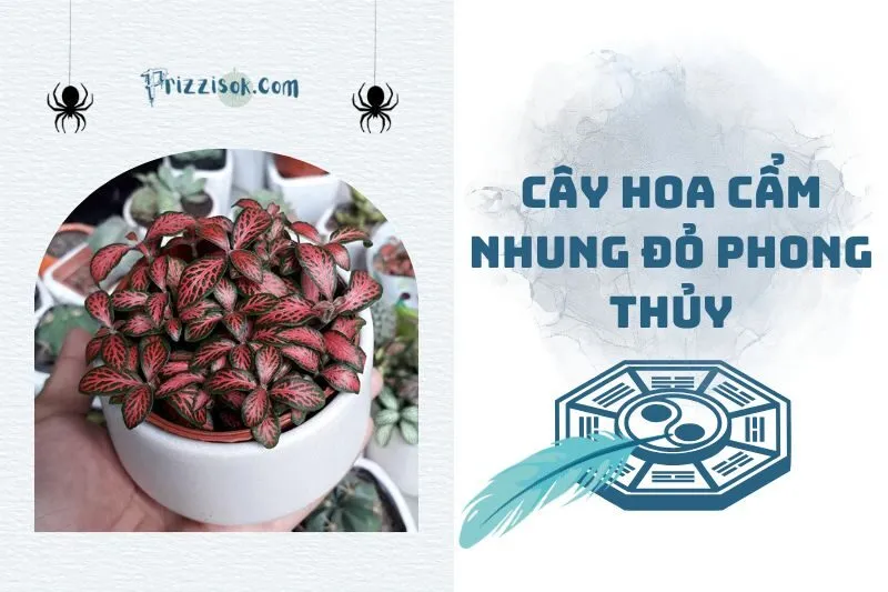 Cây hoa cẩm nhung đỏ phong thủy 2025: Ý nghĩa, hợp mệnh nào?