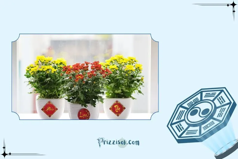 Cây hoa cúc phong thủy hợp với mệnh nào?