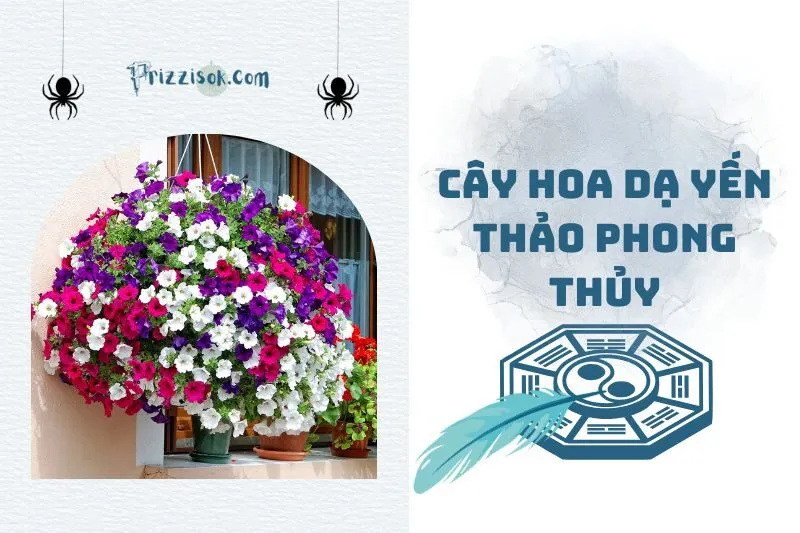 Cây hoa dạ yến thảo phong thủy 2025: Ý nghĩa, cách trồng, chăm sóc