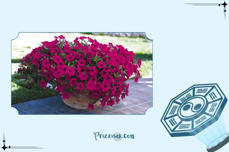 Cây hoa dạ yến thảo phong thủy là cây gì?