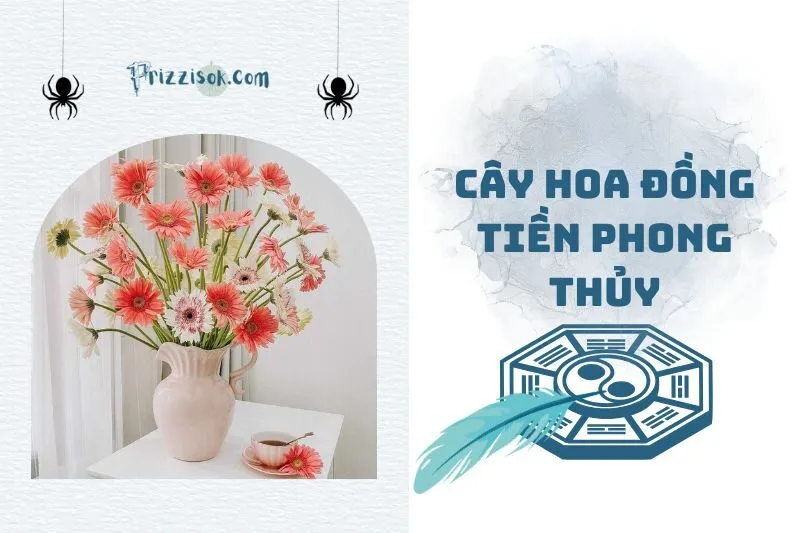 Cây hoa đồng tiền phong thủy: Bí quyết thu hút tài lộc 2025