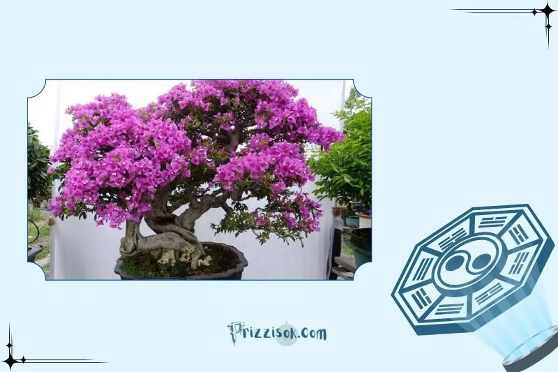 Cây hoa giấy hợp với tuổi nào và mệnh nào?