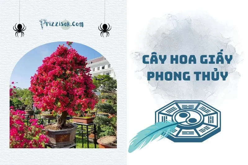 Cây hoa giấy phong thủy 2025: Ý nghĩa, cách trồng và hợp mệnh