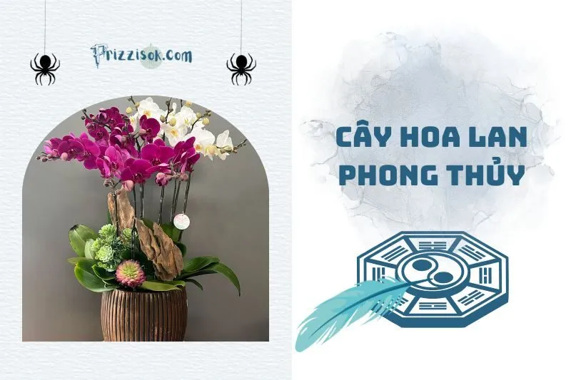 Cây hoa lan phong thuỷ 2025: Ý nghĩa, cách chọn và bài trí