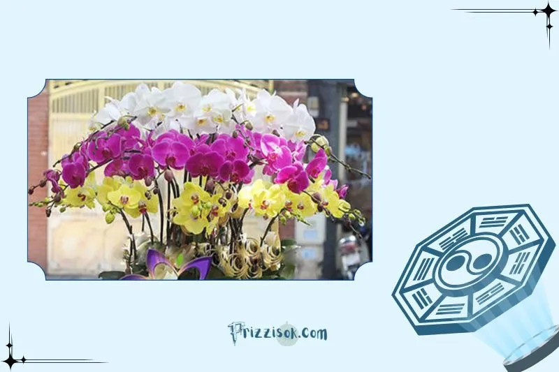 Cây hoa lan phong thuỷ là cây gì?