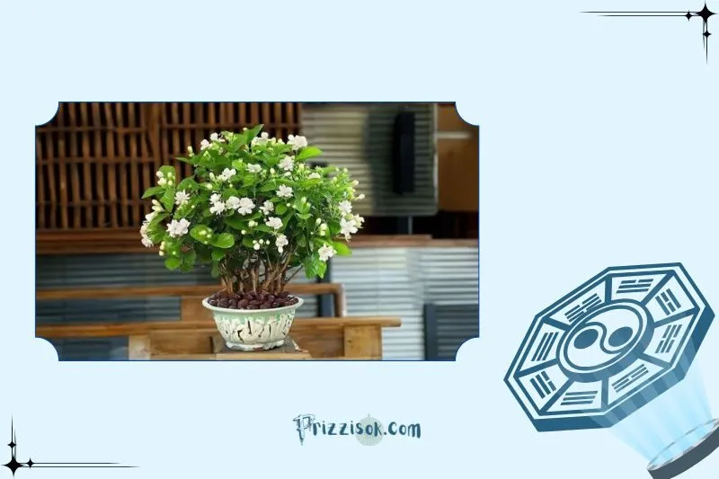 Cây hoa nhài hợp với mệnh nào? Ai nên trồng?