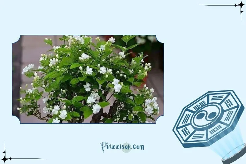 Cây hoa nhài phong thủy là cây gì?
