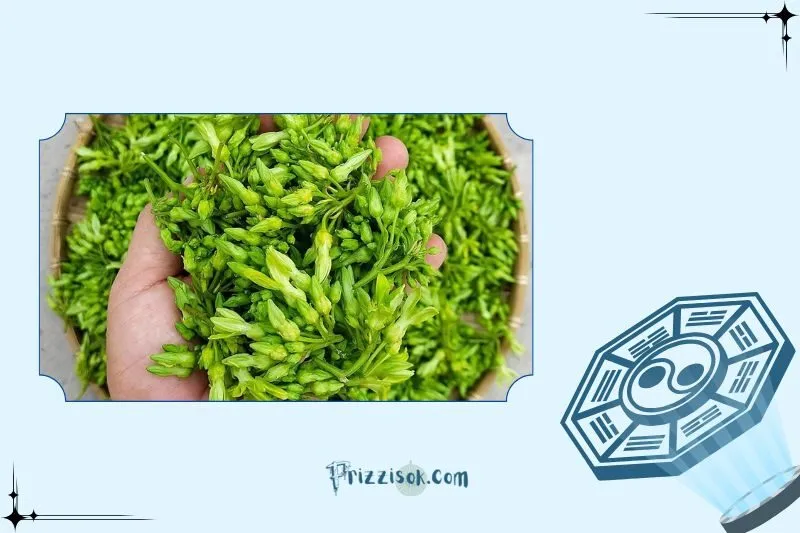 Cây hoa thiên lý phong thủy là cây gì? Ý nghĩa phong thủy và công dụng