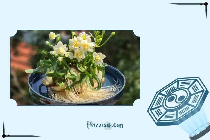 Cây hoa thủy tiên phong thủy là cây gì? Ý nghĩa phong thủy và công dụng