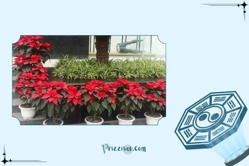 Cây hoa trạng nguyên hợp với mệnh gì, tuổi gì?