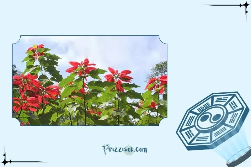Cây hoa trạng nguyên phong thủy là cây gì?