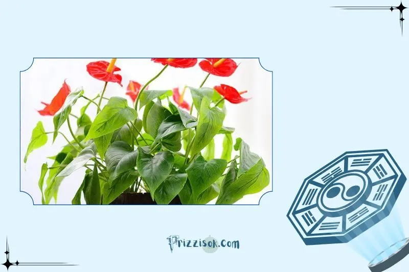 Cây hồng môn hợp mệnh gì, tuổi nào?