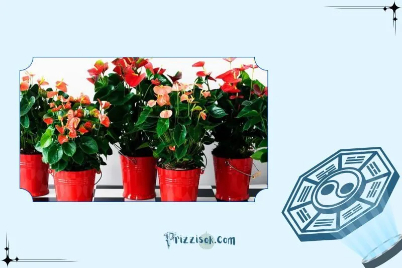 Cây hồng môn phong thủy là cây gì?