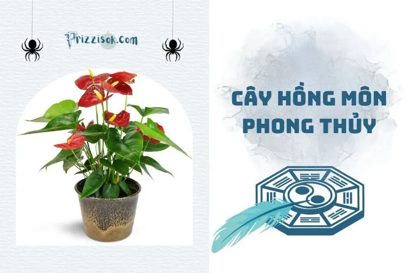 Cây hồng môn phong thủy: Ý nghĩa, hợp mệnh gì, cách chăm sóc 2025
