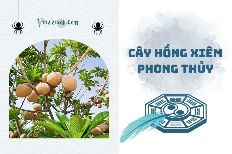 Cây hồng xiêm phong thủy 2025: Ý nghĩa, cách trồng và chăm sóc