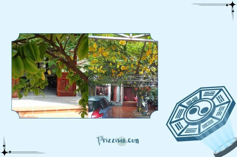 Cây khế phong thủy hợp với mệnh nào?