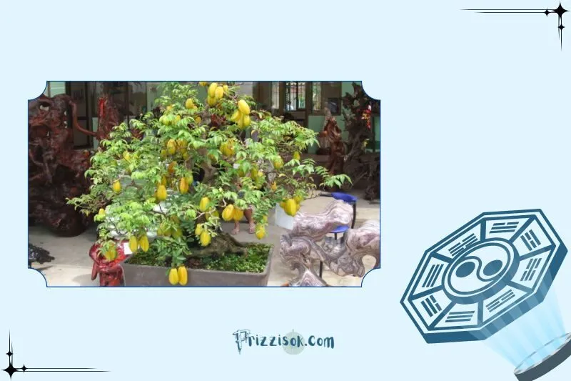 Cây khế phong thủy là cây gì? Ý nghĩa phong thủy và công dụng
