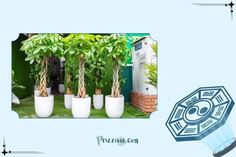 Cây kim ngân phong thuỷ là gì?