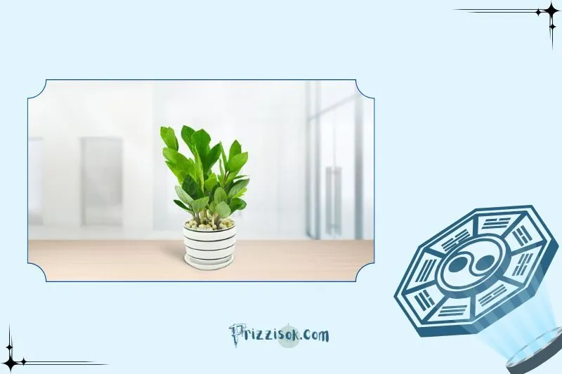 Cây Kim Tiền Hợp Mệnh Và Tuổi Nào?