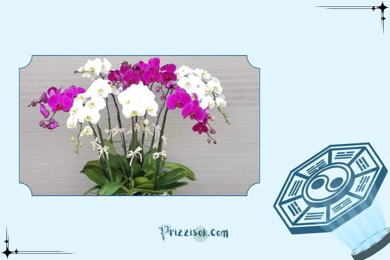 Cây lan hồ điệp phong thủy là gì?