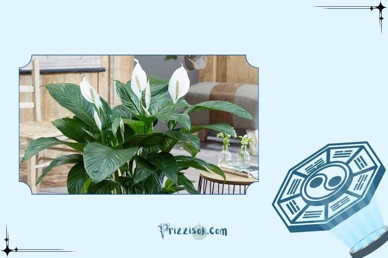 Cây lan ý là cây gì?