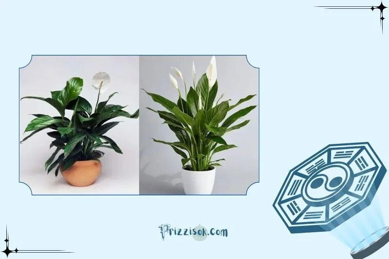 Cây lan ý phong thuỷ hợp với mệnh nào, tuổi nào?