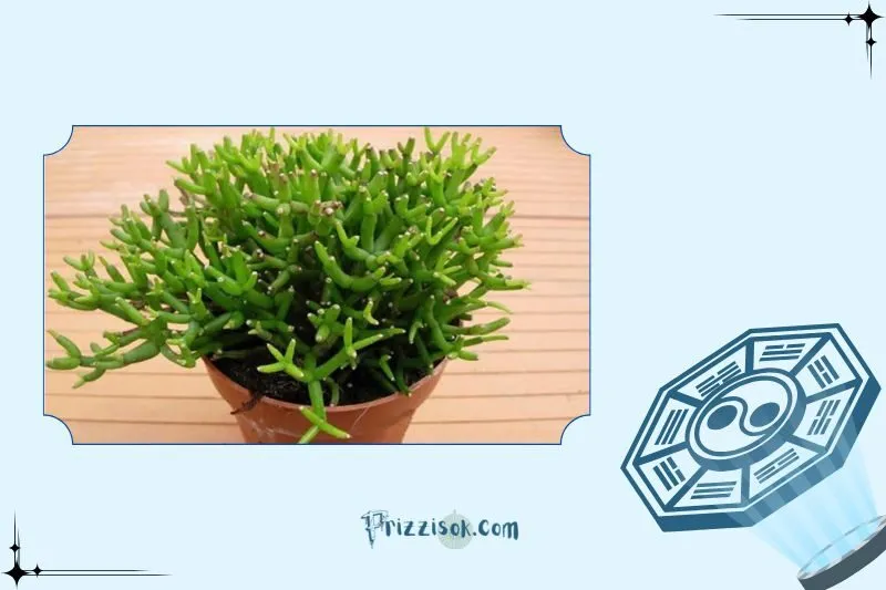 Cây lộc nhung phong thủy hợp mệnh gì?