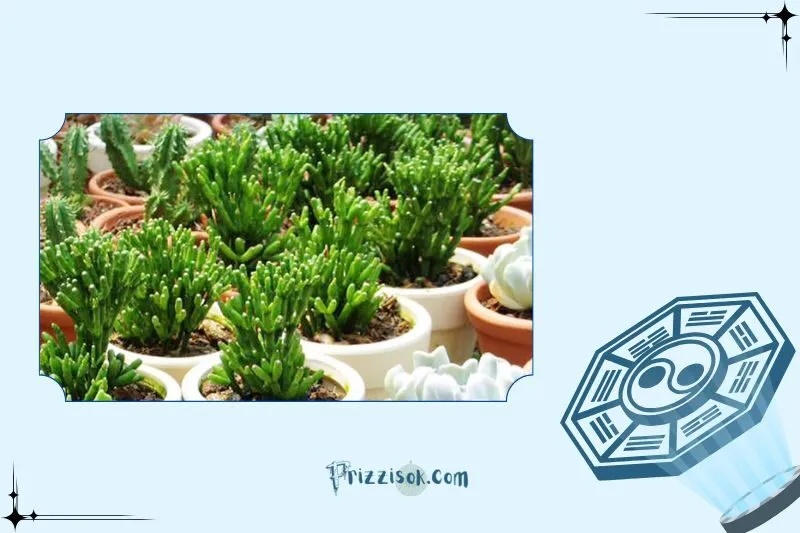 Cây lộc nhung phong thủy là cây gì?