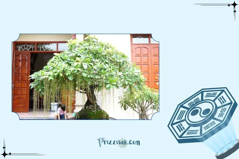 Cây lộc vừng hợp mệnh và tuổi nào?