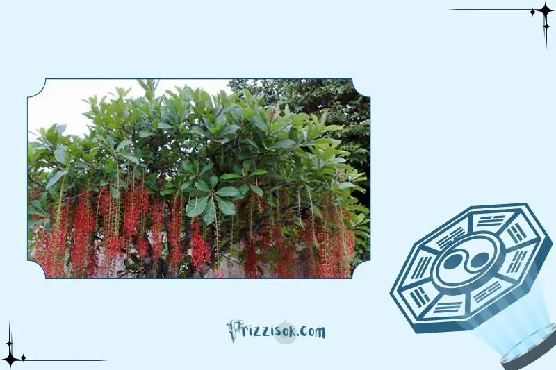 Cây lộc vừng phong thủy là cây gì?