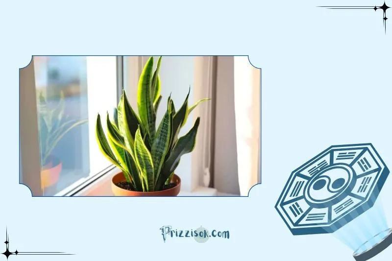 Cây lưỡi hổ phong thuỷ là gì?