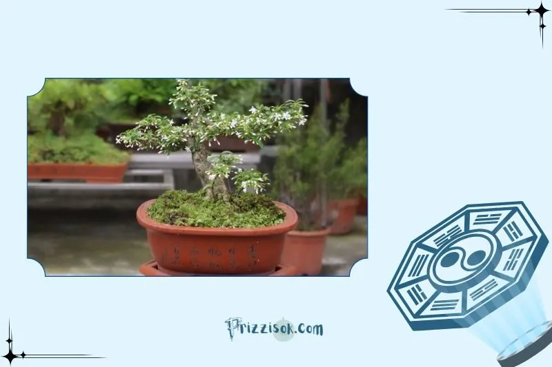 Cây mai chiếu thủy phong thủy là cây gì?