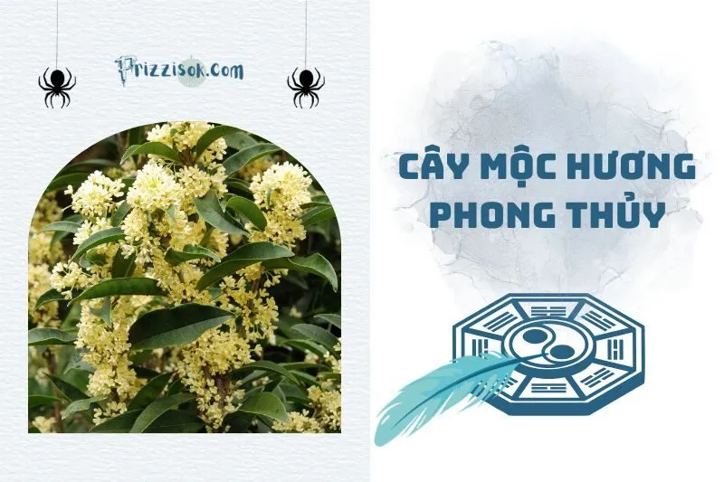 Cây mộc hương phong thủy 2025: Ý nghĩa, hợp mệnh gì, cách trồng