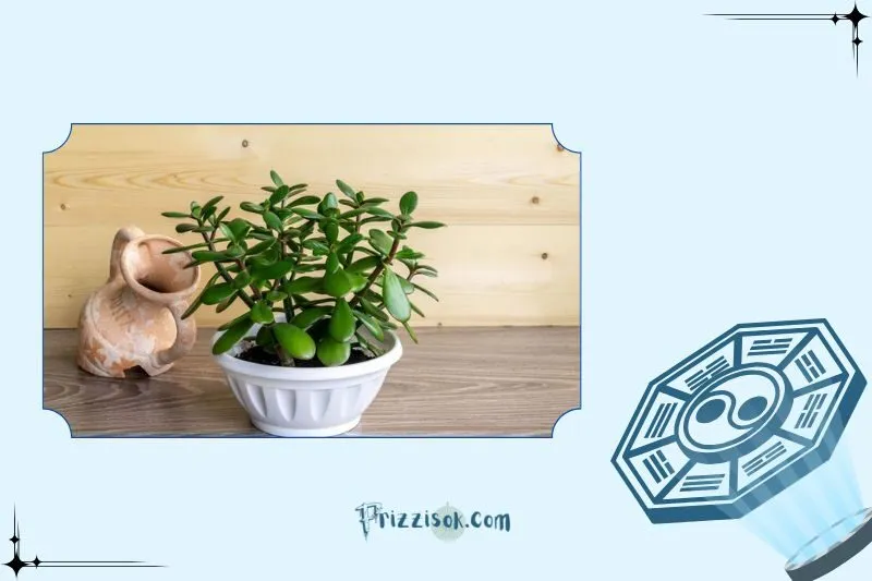 Cây ngọc bích phong thủy là gì?