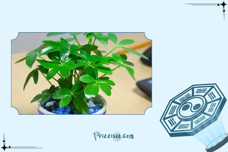 Cây ngũ gia bì hợp mệnh nào và tuổi nào?