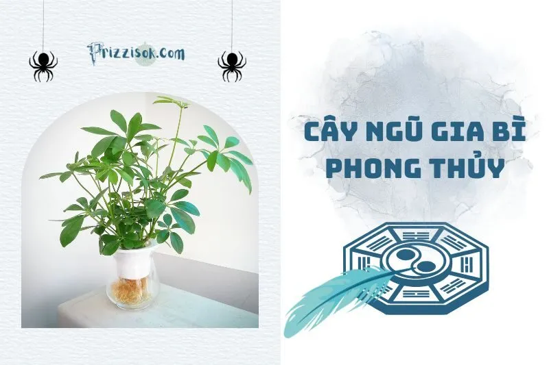 Cây ngũ gia bì phong thuỷ 2025: Ý nghĩa, cách trồng và bài trí