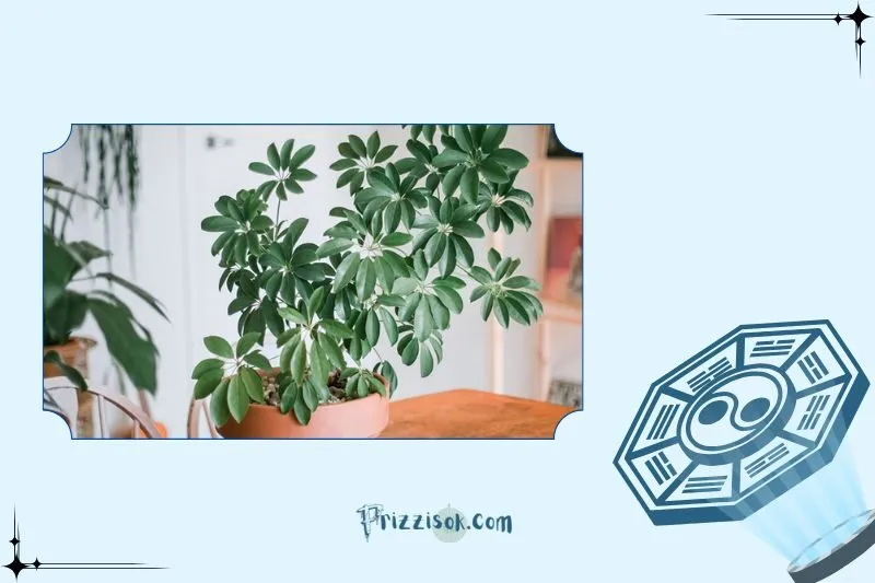 Cây ngũ gia bì phong thủy là gì?