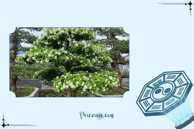 Cây nguyệt quế hợp với mệnh nào, tuổi nào?