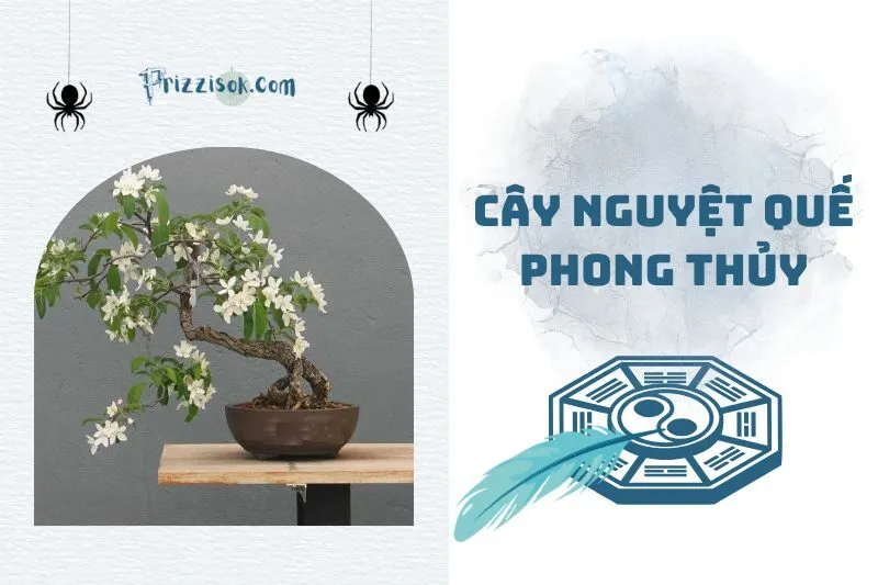 Cây nguyệt quế phong thủy 2025: Ý nghĩa, cách trồng và chăm sóc