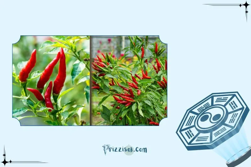 Cây ớt phong thủy là cây gì? Ý nghĩa phong thủy và công dụng