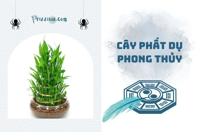 Cây phất dụ phong thủy 2025: Ý nghĩa, cách chọn và chăm sóc