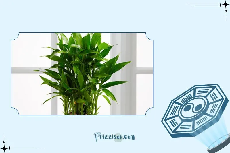 Cây phất dụ phong thủy là cây gì? Ý nghĩa phong thủy và công dụng