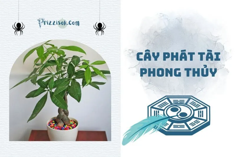 Cây phát tài phong thủy 2025: Ý nghĩa, cách trồng và chăm sóc