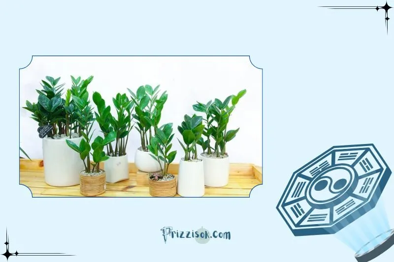 Cây phát tài phong thủy là gì?