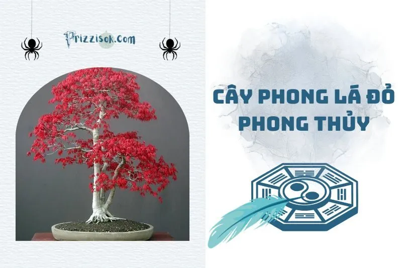 Cây phong lá đỏ phong thủy 2025: Bí mật tài lộc và may mắn