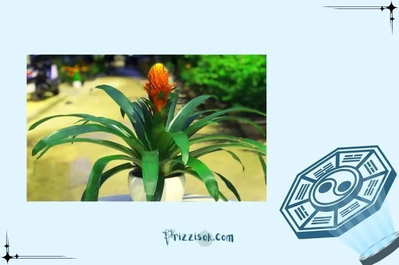 Cây Phong Lộc Hoa