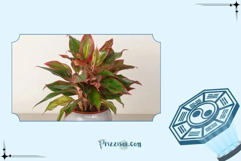 Cây phú quý hợp mệnh và tuổi nào?